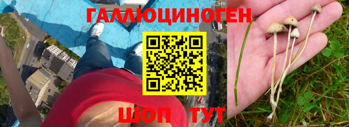 Псилоцибиновые грибы Psilocybe Михайловск